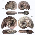 Лучшие Amoeboceras-ы весны 2019 из Марково