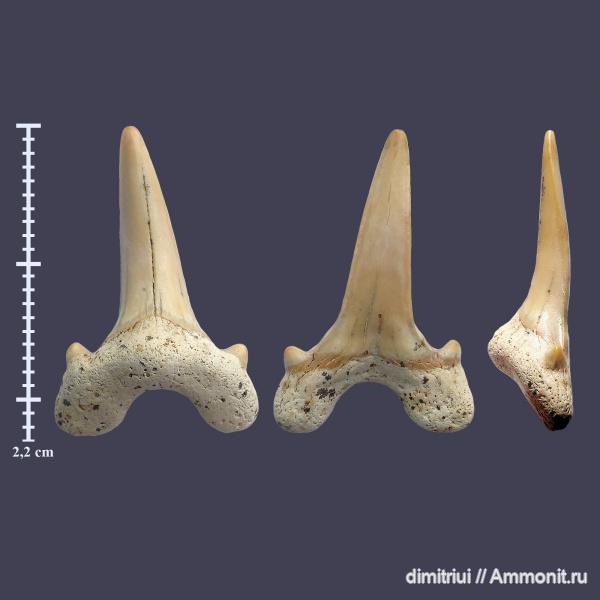 мел, акулы, Cretalamna, сеноман, Шацк, Малый Пролом, Cretaceous, teeth, shark teeth, sharks
