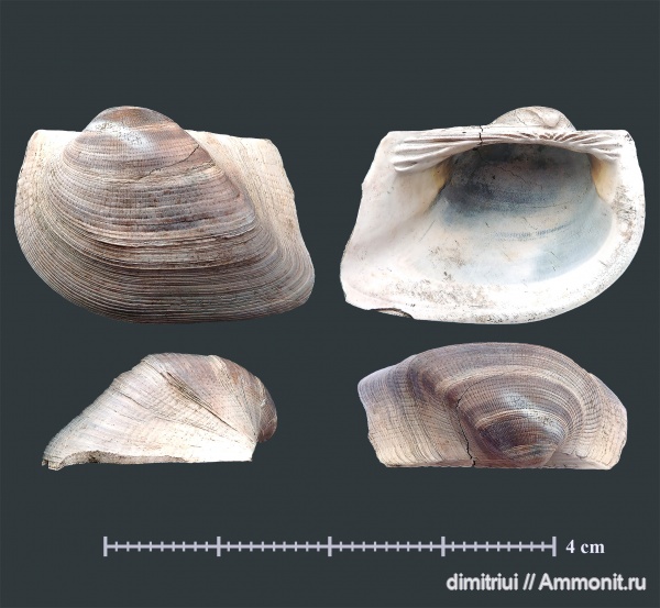 юра, Пески, оксфорд, двустворки, двустворчатые моллюски, Grammatodon, Grammatodon pictum, Oxfordian, Jurassic