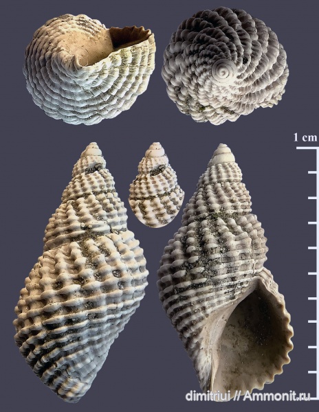 гастроподы, юра, Пески, оксфорд, брюхоногие моллюски, Maturifusus, Maturifusus keyserlingianus, Oxfordian, Jurassic