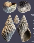 Maturifusus keyserlingianus из Песков