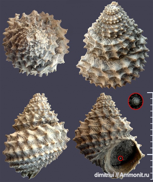 гастроподы, юра, Пески, оксфорд, брюхоногие моллюски, Foraminifera, Metriomphalus, Oxfordian, Jurassic, Metriomphalus segregatus, Metriomphalus spinosus