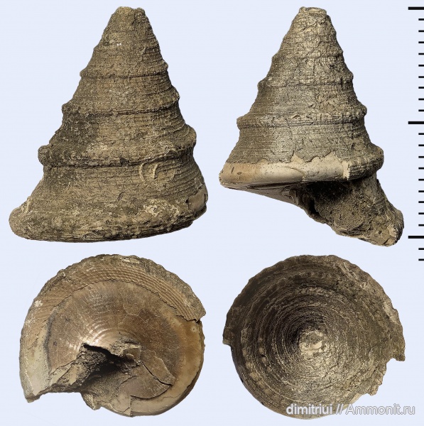 гастроподы, юра, Пески, оксфорд, Pyrgotrochus conoideus, Pyrgotrochus, Pleurotomariidae, Oxfordian, Jurassic