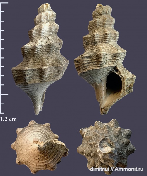гастроподы, юра, Пески, оксфорд, брюхоногие моллюски, Pietteia, Oxfordian, Jurassic, Pietteia sabatieri