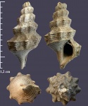 Pietteia sabatieri (?) из Песков