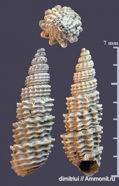 гастроподы, юра, Пески, оксфорд, брюхоногие моллюски, Foraminifera, Oxfordian, Jurassic, Shurovites shurovensis, Shurovites