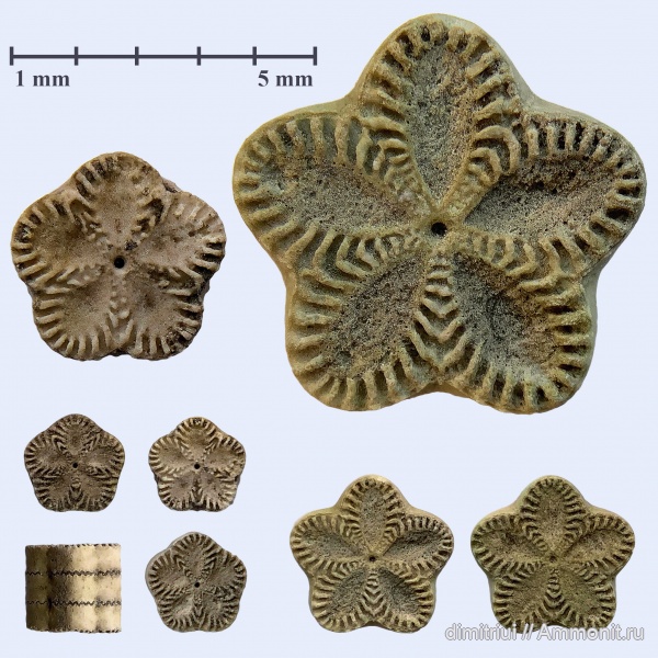морские лилии, иглокожие, юра, Пески, оксфорд, криноидеи, Pentacrinus, Isocrinus, Oxfordian, Jurassic