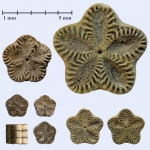 Isocrinus из Песков
