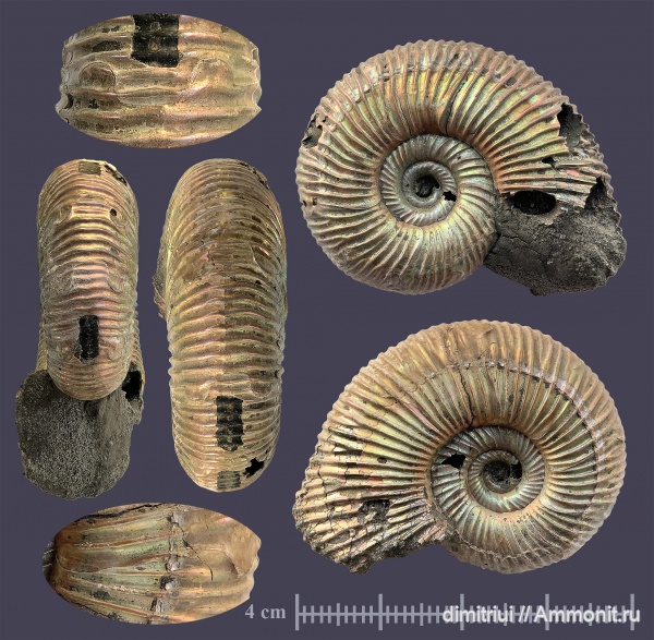 юра, Бронницы, оксфорд, Марково, верхний оксфорд, Perisphinctes, Perisphinctidae, Ammonites, parabolae, Oxfordian, Upper Oxfordian, Jurassic