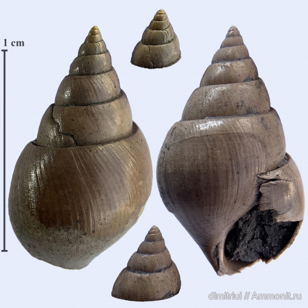 юра, Марково, верхний оксфорд, Pictavia, Pictavia laevigata, Oxfordian, Upper Oxfordian, Jurassic
