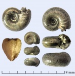 Самые крошечные Amoeboceras-ы из Бронниц