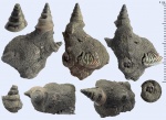 Пиритовое скопление Bicorempterus из Марково