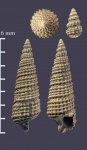 Cosmocerithium renardi из Марково