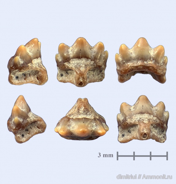 мел, акулы, сеноман, Heterodontus, Шацк, Малый Пролом, Cretaceous, teeth, shark teeth, sharks