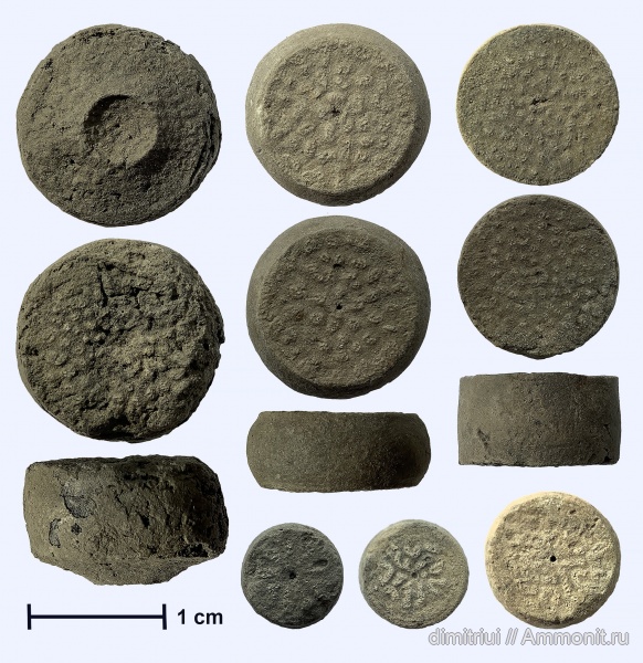 морские лилии, иглокожие, юра, оксфорд, криноидеи, Cyclocrinus, Oxfordian, Jurassic, Тимонино