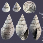 Tornatellaea из Тимонино
