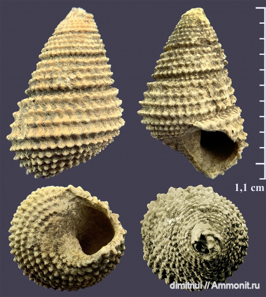 гастроподы, юра, оксфорд, Eucyclus, Oxfordian, Jurassic, Тимонино