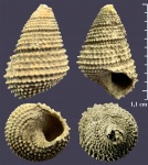 Eucyclus (?) из Тимонино