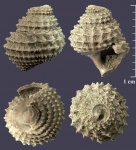 Metriomphalus из Тимонино