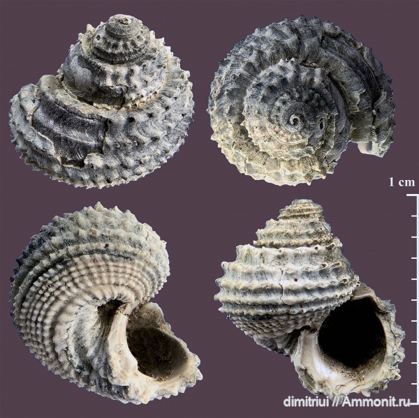 гастроподы, юра, оксфорд, брюхоногие моллюски, Metriomphalus, Oxfordian, Jurassic, Тимонино