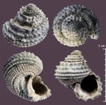 Metriomphalus(?) из Тимонино