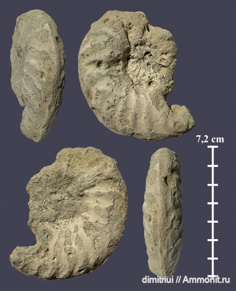 аммониты, мел, сеноман, Schloenbachia, Ammonites, Варавино, Schloenbachia varians, Cretaceous