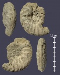 Schloenbachia varians из Варавино