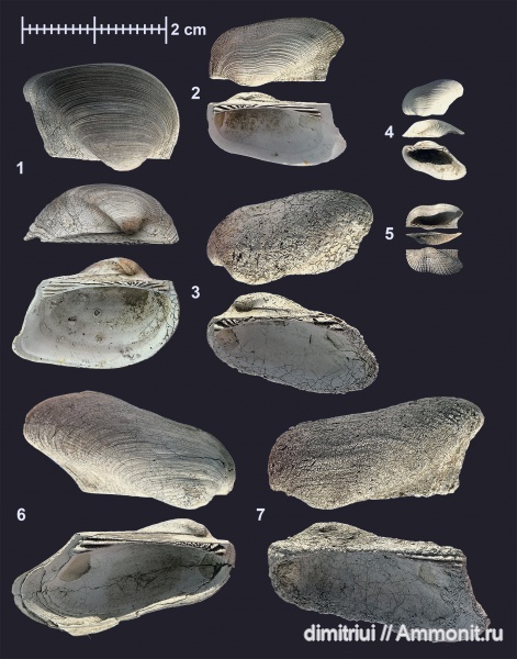 юра, оксфорд, Cosmetodon, двустворчатые моллюски, Parallelodon, Grammatodon, Grammatodon rouillieri, Parallelodontidae, Oxfordian, Тимонино, Grammatodon keyserlingii