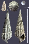 Procerithium russiense из Голутвина