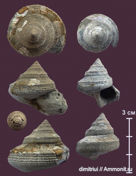 гастроподы, юра, оксфорд, Bathrotomaria, Bathrotomaria muensteri, Пирочи, Oxfordian, Jurassic