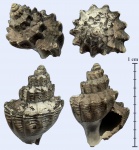 Khetella formosiformis из Песков