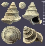 Ueckerconulus rouillieri (?)