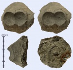 Корневой диск Cyclocrinus