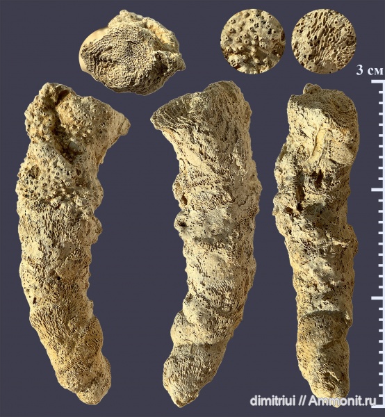 мшанки, Гжель, келловей, Terebellaria, Callovian, Middle Jurassic