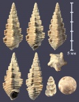Exelissa quinaria