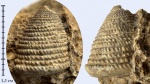 Proconulus sp