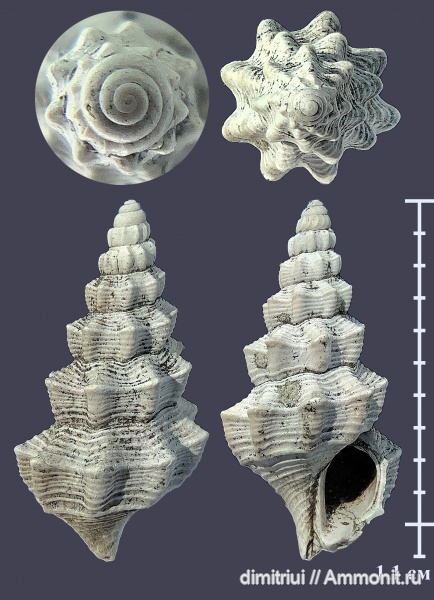 гастроподы, юра, оксфорд, брюхоногие моллюски, Pietteia, Oxfordian, Jurassic, Pietteia sabatieri