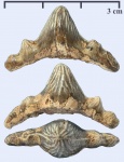 Polyacrodus из Варавино