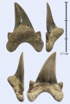Dwardius из Варавино