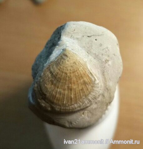 Брахиоподы