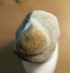 Брахиопода Orhotetida