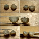 Брахиоподы Rhunchonellida Terebratuloidea