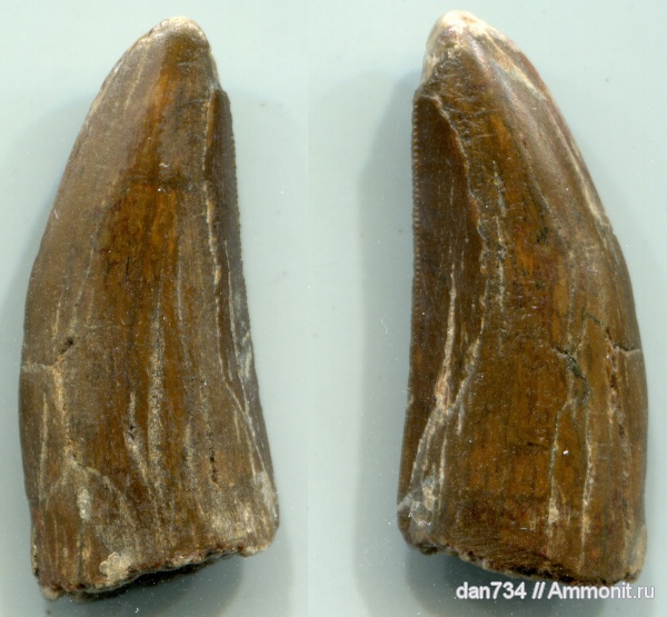 Timurlengia