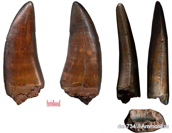 Carcharodontosaurus