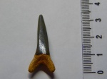 Striatolamia macrota