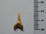 Carcharias