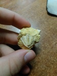 Пигидий трилобита Ditomopyge mosquensis