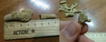 Rhombotrypella sp с аномалиями