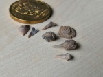 Ptychodus sp., табличка морского ежа и не только