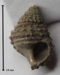 Metriomphalus?
